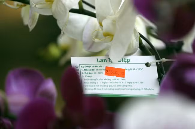 Những chậu nhỏ hơn có giá từ 10 – 30 triệu đồng.