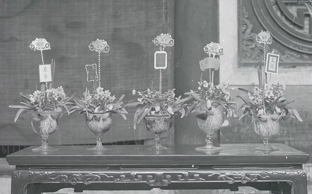 Một trong những nét biểu trưng cho cái tết của người Tràng An xưa không thể không nhắc đến đó chính là thú chơi hoa thủy tiên. Sự khéo léo của người chơi sẽ được thể hiện qua vẻ đẹp của bát thủy tiên đã được chăm sóc và gọt tỉa từ trước đó rất lâu.
