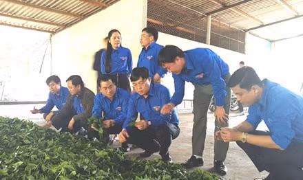 Nhung trieu phu vung bien
