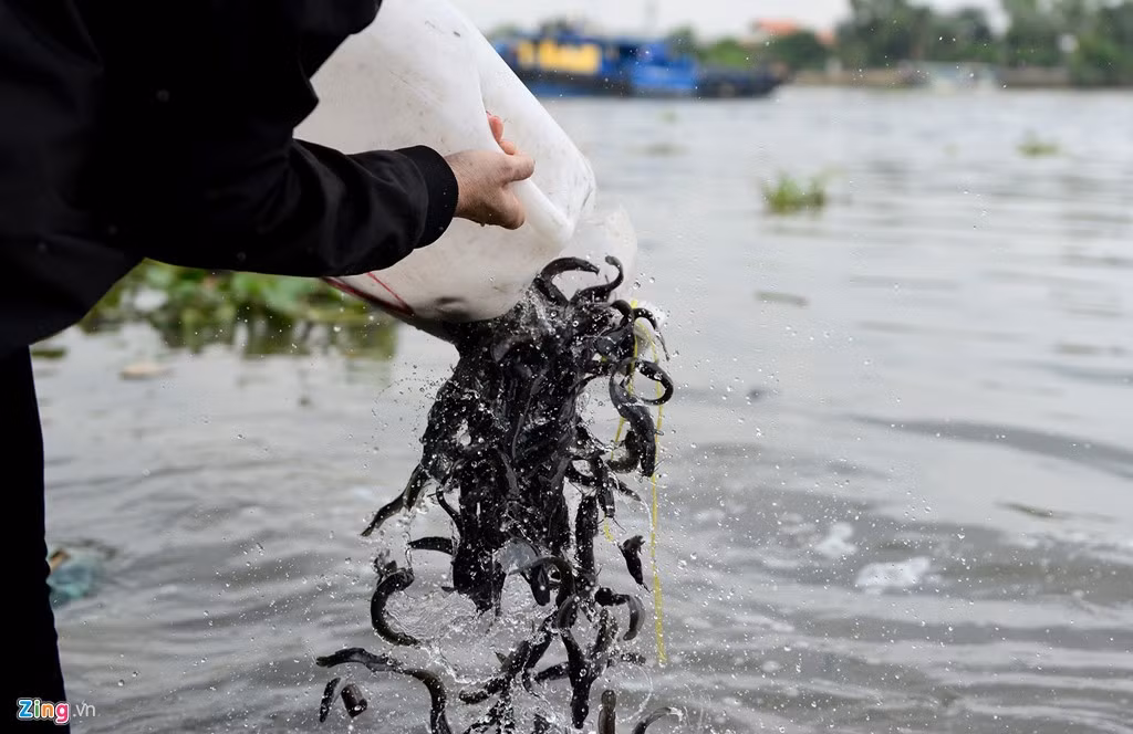 Ngoài cá chép, cá trê loại bằng ngón tay cái người lớn cũng được nhiều người lựa chọn để phóng sinh vì có thể thả được số lượng nhiều. Cá trê bán ở các chợ có giá 50.000 đồng/kg. Nhiều người lội xuống mép sông thả cá để chúng dễ dàng bơi ra xa nhanh hơn.