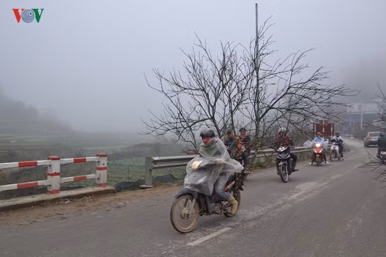Nhiều đào Tết đẹp được vận chuyển cả về các thành phố miền xuôi, nhất là Hà Nội, Hải Phòng.