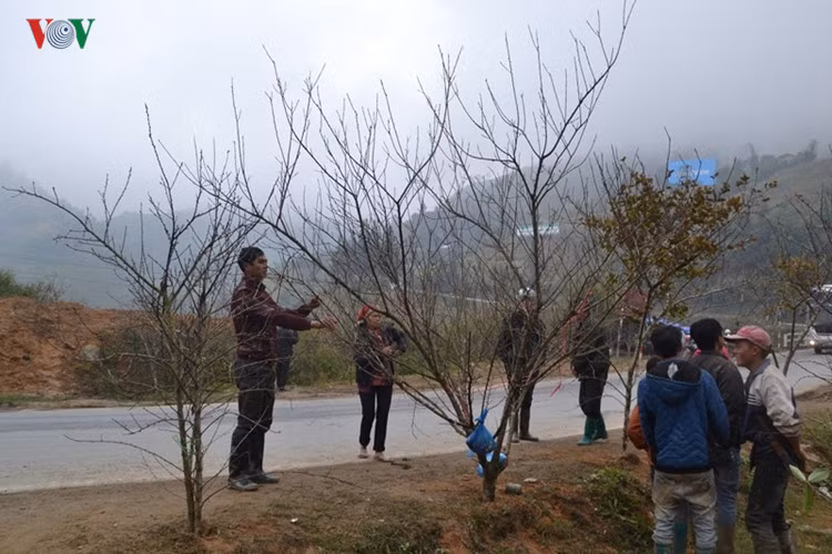 Tại thời điểm này, nhiều người dân Sa Pa, Lào Cai đang nhộn nhịp đưa những cánh đào rừng từ vùng cao xuống phố, về xuôi, góp thêm hương sắc cho ngày Tết.