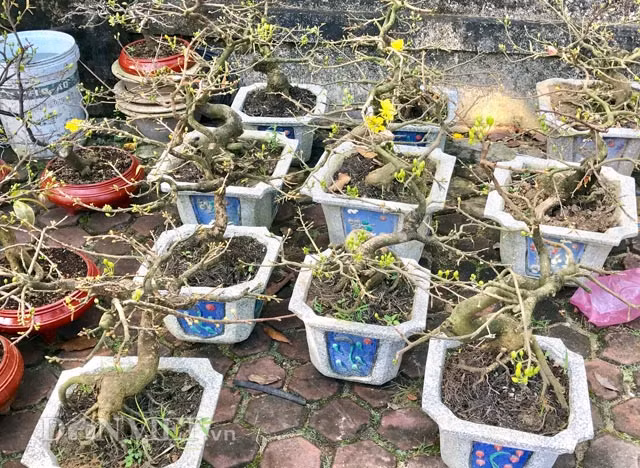 Tuy nhiên, theo ý kiến của nhiều người dân đi ngắm và mua hoa kiểng chưng Tết đang có mặt tại đây thì chủng loại, số lượng, độ đẹp của hoa, trái kiểng... bày bán năm nay có phần kém hơn các năm trước. "Tôi tưởng mấy đợt lũ dồn vừa rồi phá tan hoang hết rồi, chứ còn được như thế này là quá tốt rồi", ông Bùi Hồng Nguyên (41 tuổi, ở phường Quảng Phú, TP Quảng Ngãi) đang đi dạo xem hoa tại đây bày tỏ.