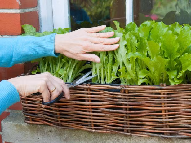 Bạn có thể nhổ trực tiếp cây đang trồng trong chậu, sau đó nhặt bỏ phần lá mầm và những lá già để lấy lá non để ăn, phần rễ để trồng tiếp.