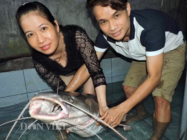 Để bắt được những con cá lăng "khủng" ngư dân có khi phải bỏ cả tuần để dụ cá.