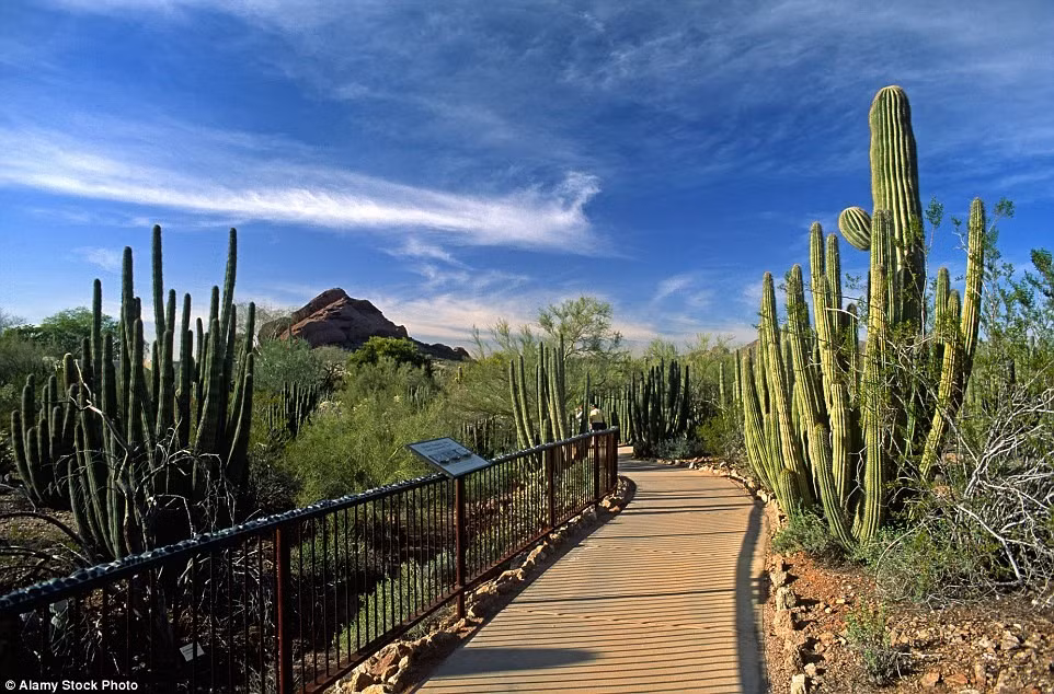 Vườn thực vật Desert, Arizona, Mỹ: Khu vườn này có khoảng 50.000 cây được trồng trên diện tích 567.000 m2. Đây là một trong những vườn sa mạc lớn nhất thế giới, đem lại nhiều thông tin thú vị cho du khách cũng như thực hiện các nghiên cứu khoa học. Du khách có thể tự do đi theo nhiều tuyến đường khác nhau trong vườn, hoặc đăng ký các tour tham quan và hoạt động có hướng dẫn viên.