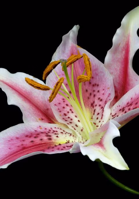 Lily (loa kèn, hoa ly, huệ tây) Bạn có niềm đam mê bất tận với những đôi giày. Loài hoa này thể hiện bạn là người độc lập trong các mối quan hệ.