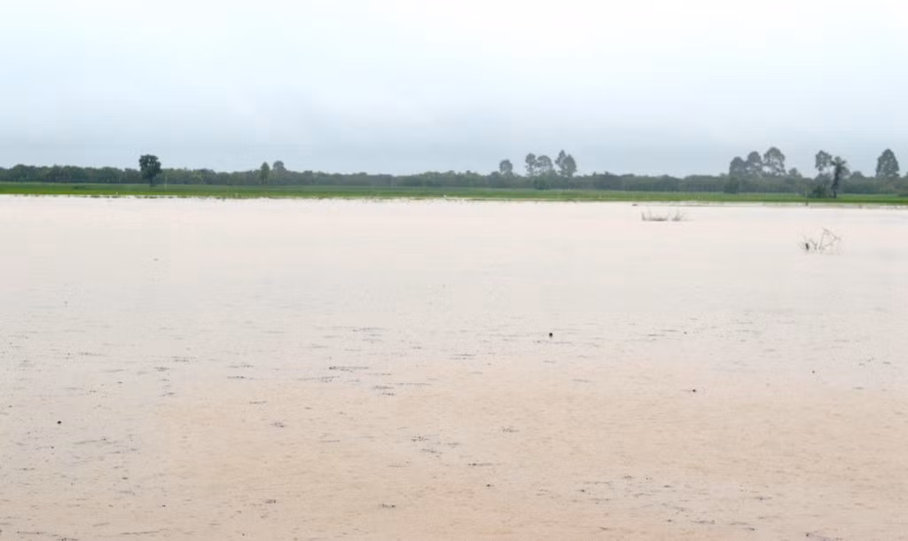 Theo báo cáo của UBND huyện Ea Súp, diện tích lúa vụ 3 bị ngập khoảng 100 ha và lúa hè thu bị ngập trên 70%. Trong ảnh là một cánh đồng lúa ở Ea Súp bị nước nhấn chìm.
