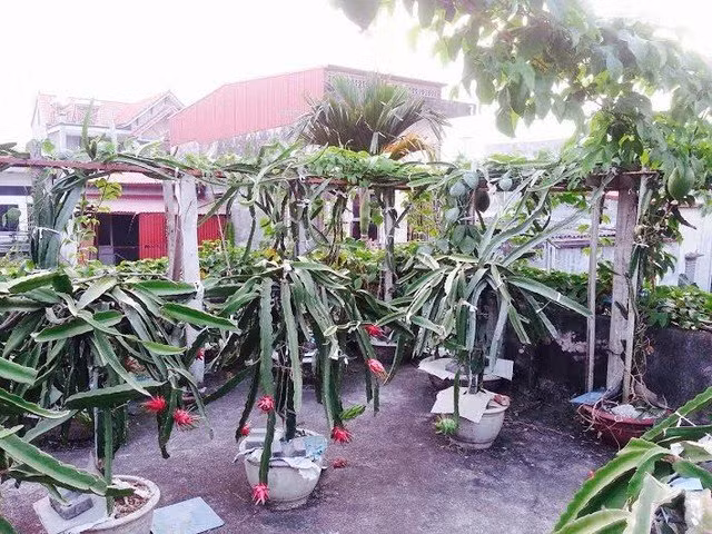Vườn thanh long trên sân thượng có đủ ánh sáng nên cho quả sai trĩu.
