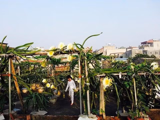 “Trước đây tôi đã trồng thanh long trong chậu sứ, nhưng được một thời gian thì chậu bị vỡ mà giá chậu sứ lại đắt. Nay tôi chuyển sang chậu xi măng, thấy bền và giá thành rẻ hơn hẳn”, ông Thắng nói. Sau một năm, giờ ông đã có gần 100 gốc thanh long trên sân thượng. Cây đã cho quả được nửa năm nay. “Thanh long ruột đỏ tuy quả nhỏ nhưng rất sai, ăn ngọt, đậm đà hơn hẳn thanh long ruột trắng. Năm đầu tiên bói quả có cây cho tận 10 quả. Đặc biệt, nhiều lúc vườn thanh long chín rực đỏ trên sân thượng”, ông Thắng khoe.