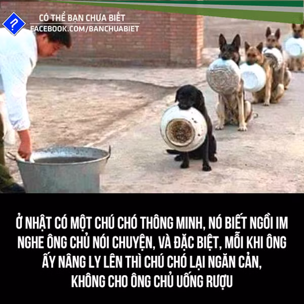Chó giúp chủ cai rượu.