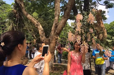 Nhiều người yêu lan tranh thủ "tự sướng" với giò kiều tím đẹp không tì vết.