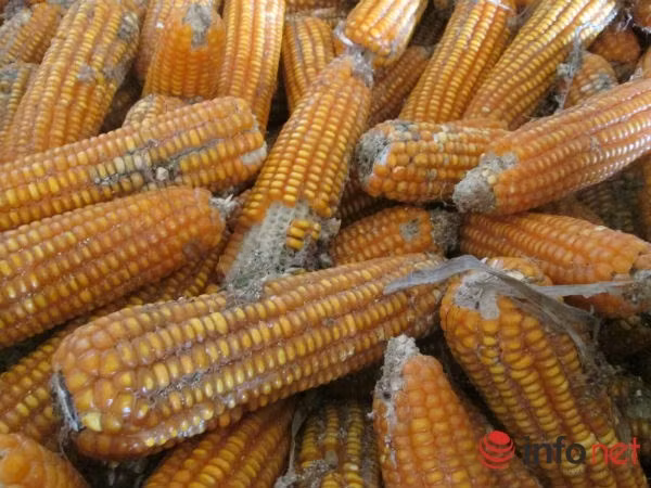 Son La Xot xa ban 1 kg ngo chua mua noi coc tra da-Hinh-2
