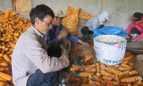 Son La Xot xa ban 1 kg ngo chua mua noi coc tra da