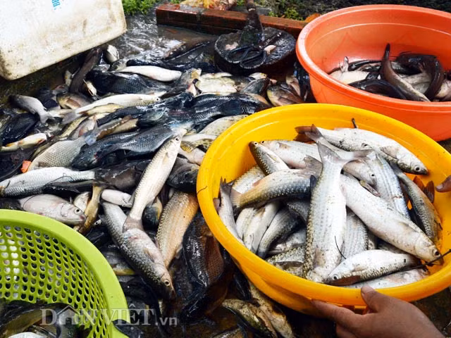 Mỗi đợt thuốc cá nông dân thu trung bình từ 3-5 triệu đồng.