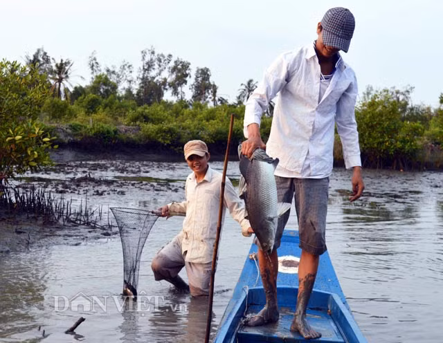Sau khi rải thuốc cá xuống vuông, cá ngấm thuốc sẽ bắt đầu chết dần, rồi nổi lên mặt nước, lúc này nông dân sẽ dùng vợt vớt những con cá này bỏ lên xuồng. Cứ thế, rất nhiều cá đều được bắt gọn. Sản lượng cá nhiều hay ít dựa vào diện tích vuông tôm lớn hay nhỏ vì đa số đều là cá tự nhiên từ sông vào sinh sống. Có những hộ có diện tích lớn thì thu hàng chục triệu đồng từ tiền bán cá thuốc vuông, còn trung bình mỗi đợt thuốc cá bà con thu từ 3-5 triệu đồng.