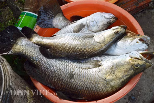 Những con cá chẽm này có trọng lượng từ 3-5kg, bán được giá cao.