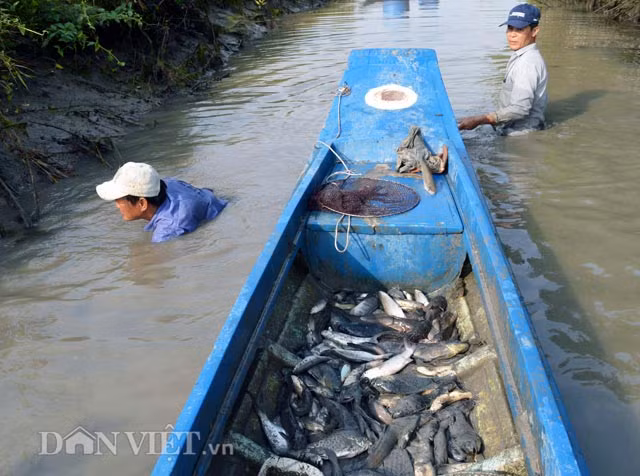 Đối với những con cá không nổi lên, phải trực tiếp mò dưới kênh như thế này.