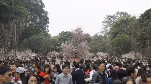 Ngày 12/2, vào dịp cuối tuần trời tạnh mưa, triển lãm hoa anh đào đã thu hút một lượng lớn du khách tham quan.
