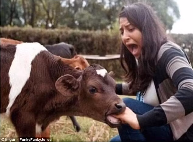 "Bò ơi! Đây là bàn tay của chị, không phải cỏ đâu!"
