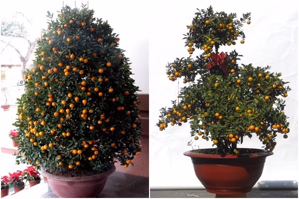 1. Trang trí bằng cây quất Từ trước đến nay, nhiều gia đình vẫn thường trang trí quất theo những nguyên tắc dù không luận thành văn nhưng gần như ai cũng nhớ, cụ thể như: Chỉ bày một chậu quất duy nhất, chỉ bày quất được trồng thành cây và có chậu, chỉ bày quất ở dưới đất. Trên thực tế, nếu bạn lần lượt phá vỡ đi những nguyên tắc cứng nhắc ấy, bạn sẽ có được vô số những ý tưởng hay ho để biến cây quất trở thành một vật dụng trang trí đa dạng cho không gian nhà mình.