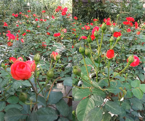 Tiếp đó, chị Hằng quan tâm vị trí trồng hồng sao cho đủ ánh sáng và nhiệt độ.