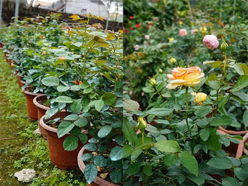 Có một cây hồng nhiều nụ, hoa bền và màu sắc đẹp, chị Hằng phải tỉ mỉ chọn lựa giống đời F1.