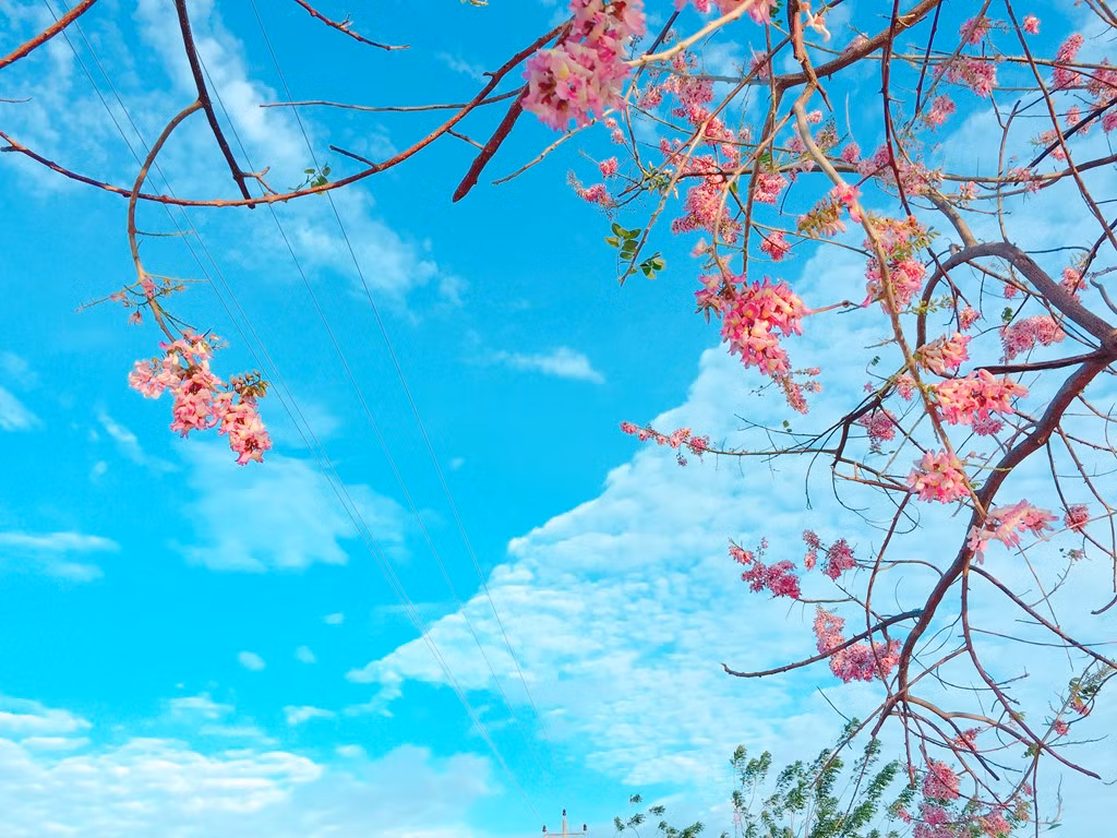 Sau tết Nguyên đán, hoa đỗ mai lại có dịp khoe sắc khắp vùng, tạo nên cảnh tượng đẹp mắt.