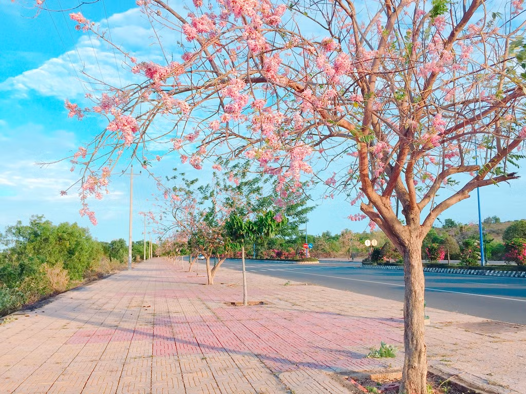 Tuy không được rực rở như mai anh đào Đà Lạt, đỗ mai vừa đẹp hoang dại, vừa đằm thắm. Những năm gần đây, thời tiết thay đổi, hoa mai anh đào tại Đà Lạt không nở đúng hẹn, dân phượt lại rủ nhau đến Phan Thiết để đắm mình trong sắc hoa tươi thắm.