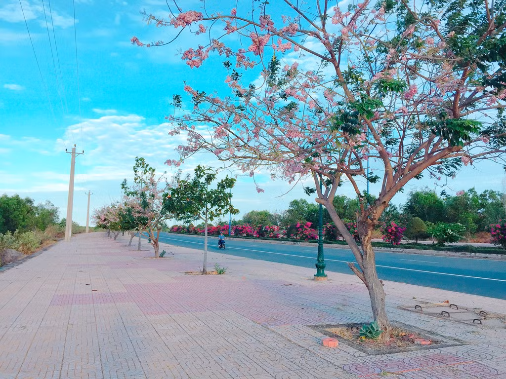Hoa đỗ mai nở bạt ngàn xen lẫn giữa hai màu: trắng tinh và hồng phớt, làm vùng đất miền biển càng thêm thơ mộng vào mùa xuân.