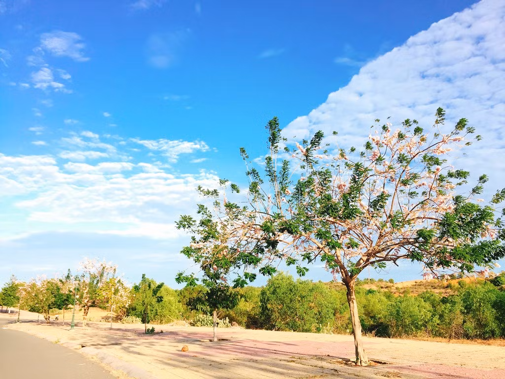 Khi nhắc đến hoa anh đào, nhiều người thường liên tưởng ngay đến Đà Lạt hoặc vùng núi Tây Bắc, hay xa xôi hơn là đất nước Nhật Bản. Nhưng Phan Thiết lại có một loài hoa mang vẻ đẹp của hoa anh đào và được trồng dọc theo 2 bên đường, tạo nên một khung cảnh tuyệt đẹp.