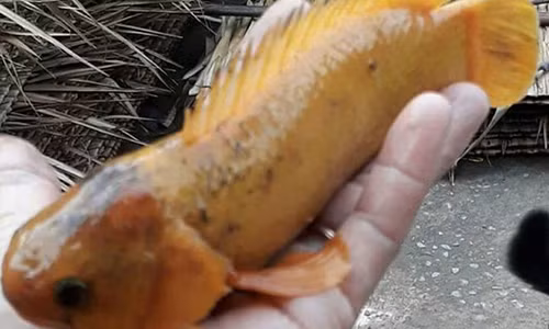 Người dân Vĩnh Long bắt được cá rô vàng óng Nguoi dan Vinh Long bat duoc ca ro vang ong