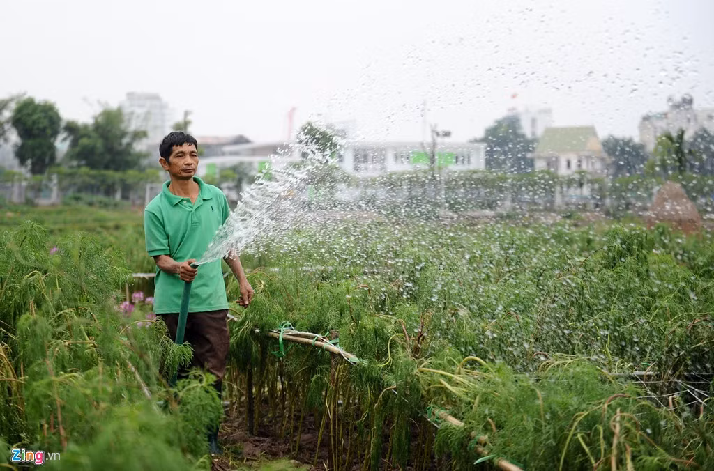 Với việc tập trung chăm sóc, tưới tắm, anh Hiếu hy vọng sau khoảng hai tuần nữa thung lũng hoa hồ Tây sẽ hồi phục hoàn toàn.