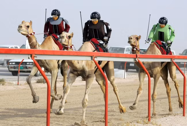 Người dân Dubai giải trí với lạc đà.