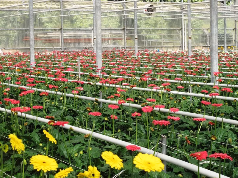 Vạn Thành là một trong 3 làng hoa lớn nhất Việt Nam. Tại đây, du khách sẽ được giới thiệu về kỹ thuật trồng hoa trong nhà kính cũng như tham quan, chụp ảnh lưu niệm cùng hàng nghìn bông hoa đang khoe sắc thắm. Sau Vạn Thành, du khách sẽ trải nghiệm thung lũng vàng, núi Langbiang, vườn dâu tây; nhà ga Đà Lạt, chùa Linh Phước và khu phố Pháp trong tour ngoại thành.