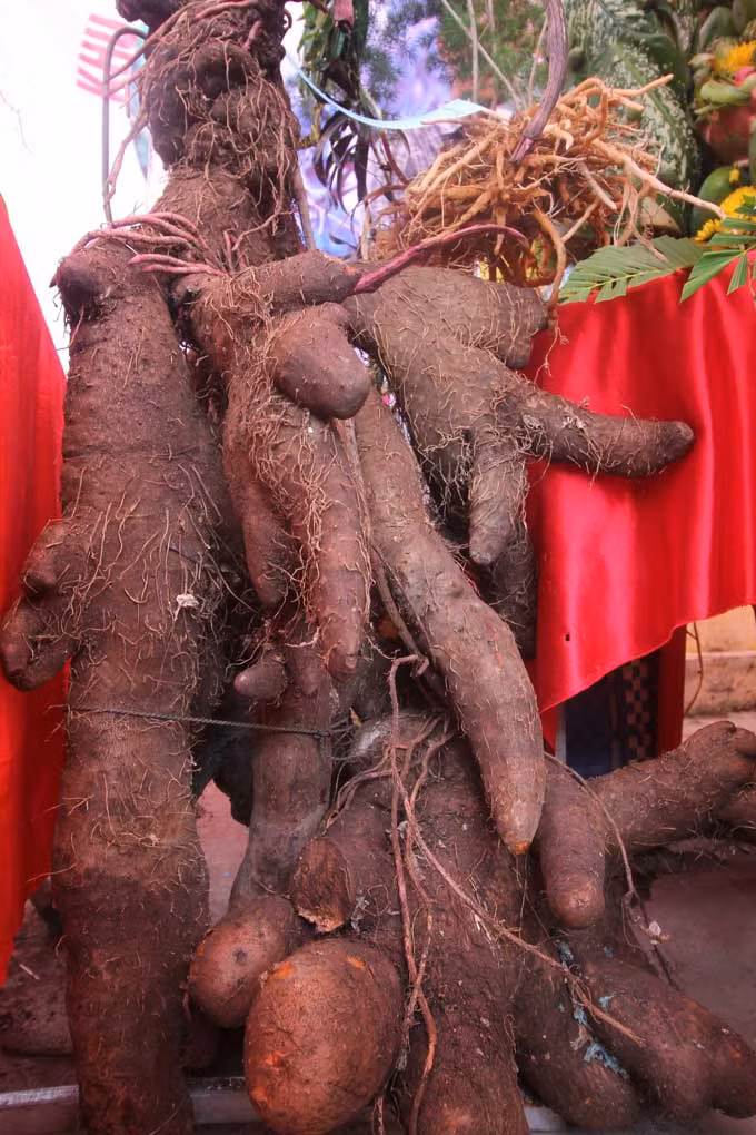 Hoang hon voi cu khoai to la thuong nang 42kg
