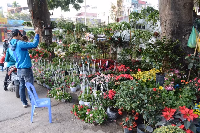 Chợ hoa Hoàng Hoa Thám Chợ hoa Tết đẹp nên đến khi du lịch Hà Nội này còn được gọi là chợ hoa đường Bưởi, bởi nó bắt đầu từ dốc chợ Bưởi và kéo dài đến đường Hoàng Hoa Thám. So với các nơi khác, chợ hoa Hoàng Hoa Thám có đặc biệt hơn một chút, đó là ngoài hoa và cây cảnh, chợ còn bán cả hạt giống, con giống, vật nuôi và thú cưng…