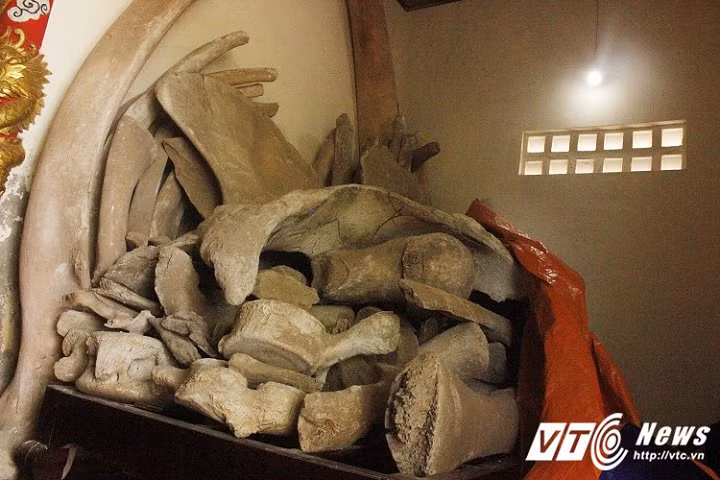 Giai ma hai bo xuong lon nhat Viet Nam o Quang Binh