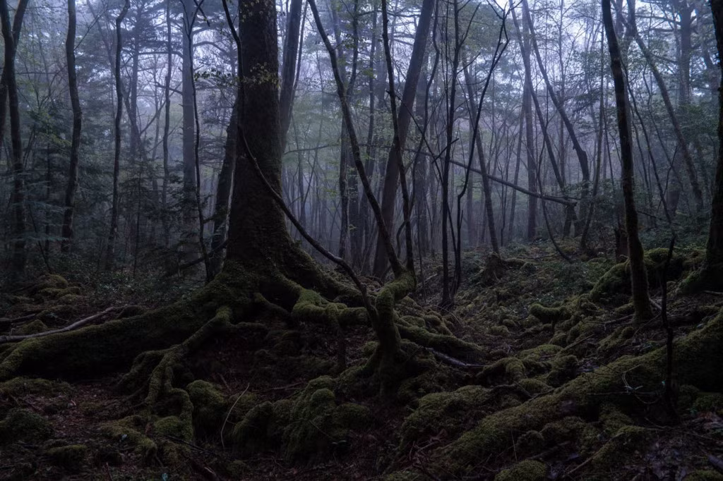 Rừng Aokigahara, Nhật Bản: Được mệnh danh là “rừng tự sát”, Aokigahara là nơi diễn ra từ 50-100 vụ tự sát mỗi năm, chủ yếu bằng cách treo cổ hoặc uống thuốc ngủ. Hàng năm các tình nguyện viên sẽ rà soát khu rừng một lần để tìm kiếm các thi thể và dọn dẹp đồ dùng của người quá cố. Không khí trong rừng luôn nhuốm vẻ buồn bã, âm u. Ảnh: Exploring With Josh.