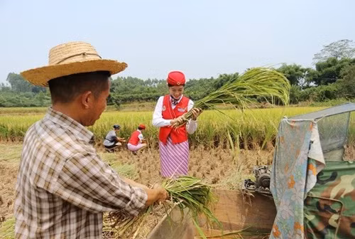 Mặc dù tất cả mọi người đều cảm giác được lưng đau, eo mỏi nhưng qua hoạt động gặt lúa này, họ cũng đã được nhìn thấy thành quả lao động đích thực.