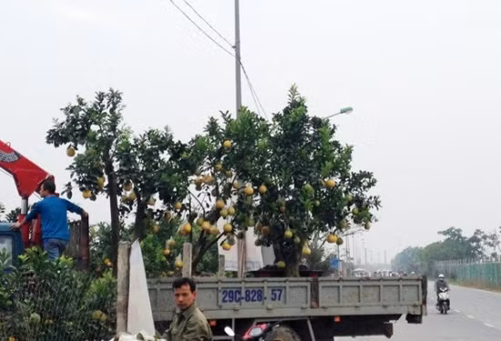 Nhiều gốc bưởi cảnh được chở bằng xe tải về phố chơi Tết sớm.