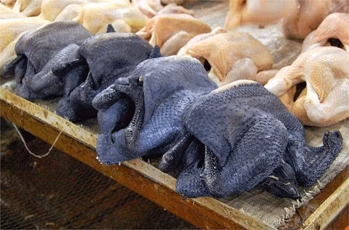 Màu đen của gà là giống của loại gà chứ không phải đột biến gen. Do đó, người ta hoàn toàn giết thịt như gà bình thường (Ảnh: KT)