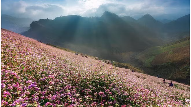 Thể loại ảnh đơn của triển lãm ảnh Di sản Việt Nam thể hiện những khoảnh khắc thiên nhiên sống động, những lễ hội - tín ngưỡng độc đáo, khoảnh khắc đời thường mộc mạc, các công trình kiến trúc tâm linh… Trong hình là tác phẩm "Hoa tam giác mạch" được tác giả Đỗ Hữu Tiến chụp ở Lào Cai năm 2014.