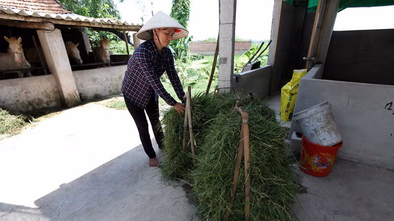 Toàn bộ ruộng lúa của gia đình chị Cúc đã chuyển đổi sang trồng cỏ để làm thức ăn cho ngựa bạch. Cũng nhờ chăn nuôi ngựa bạch mà vợ chồng chị đã có tiền đầu tư xây dựng được thêm khu chuồng trại nuôi 5 con lợn nái.