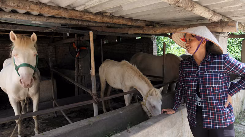 Chị Dương Thi Cúc hiện đang nuôi 5 con ngựa bạch, mỗi năm gia đình chị mua vào, bán ra hơn chục con, thu nhập từ 150 đến 200 triệu một năm. Điểm đặc biệt là hầu hết ngựa bạch ở làng Phẩm không chăn thả mà chỉ nuôi trong chuồng.