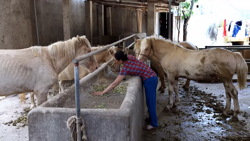 Vợ chồng chị Nguyễn Thị Nguyên nuôi, chế biến các thực phẩm từ ngựa bạch từ hàng chục năm nay. Chị Nhiên cho biết giá thành ngựa bạch cao hơn các loại ngựa khác, ngựa đủ tiêu chuẩn nấu cao (tối thiểu đủ 36 tháng tuổi) có giá từ 50 đến 80 triệu đồng, trong khi ngựa thường chỉ có giá khoảng 20 triệu đồng/kg.