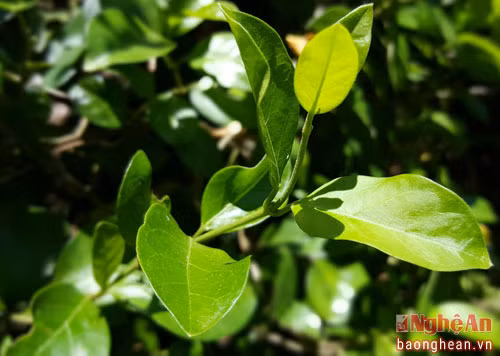 Cây Thìa canh, dùng chữa trị gan nhiễm mỡ. Ông Phạm Quang Hưng cho biết, để có được vườn dược liệu với 300 vị thuốc như hiện nay, ngoài việc sưu tầm ở các vùng núi cao trong tỉnh, ông phải vào tận Đắc Lắc, ra Nam Định, Hòa Bình... để săn tìm cây đưa về nhân giống. Trong thời gian tới ông sẽ tiếp tục mở rộng diện tích trồng vừa để đảm bảo nguồn cung và hơn hết là để người bệnh không phải mua những dược liệu bảo quản hóa chất trôi nổi trên thị trường, ảnh hưởng đến sức khỏe.