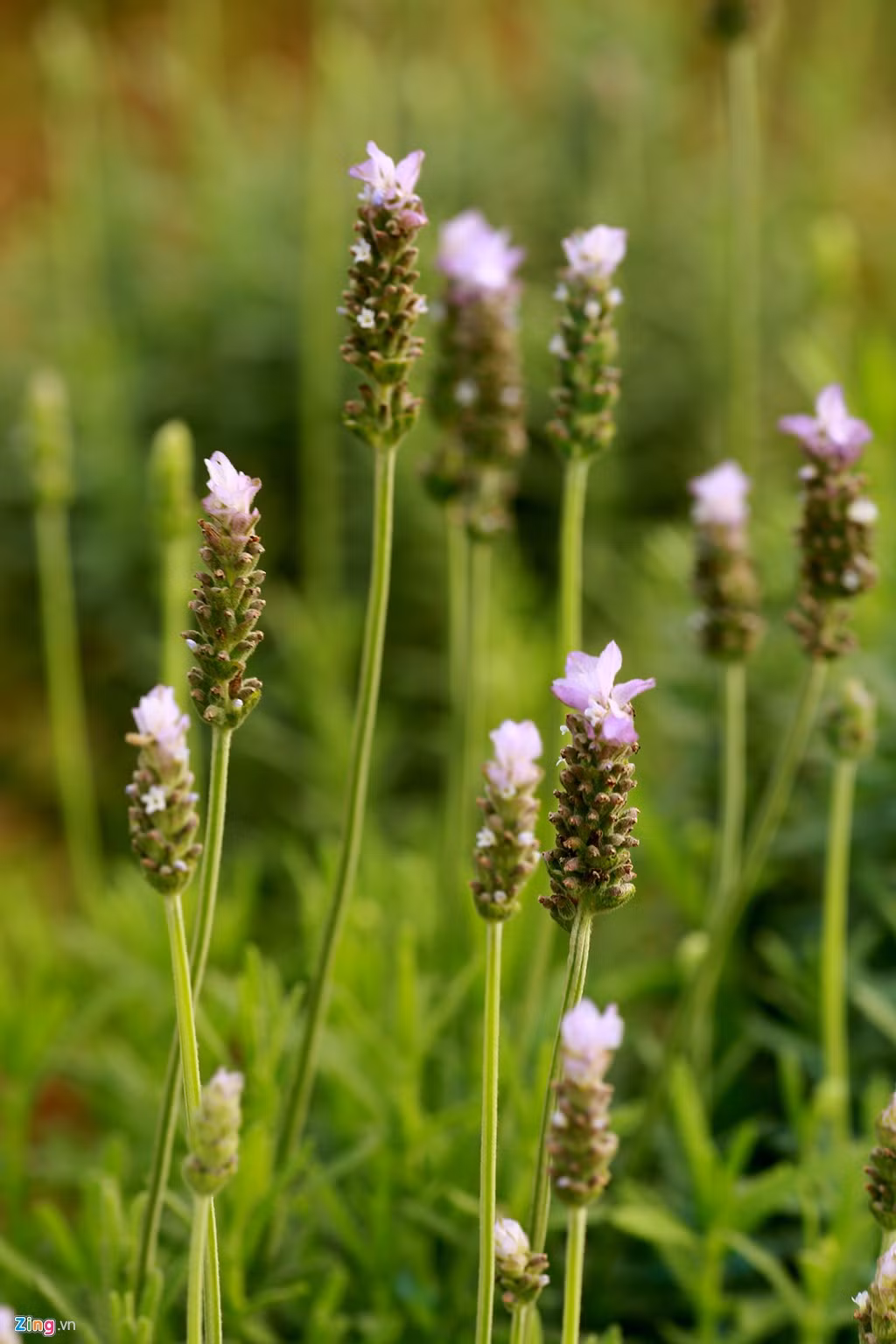 Thời điểm này, cuối tháng 3, cánh đồng hoa lavender đầu tiên ở Hà Nội này bắt đầu nở.