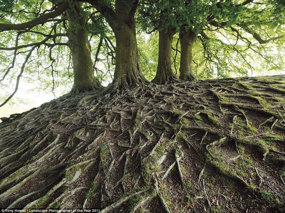 Rễ cây giẽ gai ở Avebury, Wiltshire của tác giả Tony Howell.