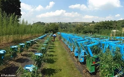 Trở về Anh, Gavin lập tức cùng bàn với vợ là Alice hiện thực hóa ý tưởng của mình. Cả hai đã chọn một ngọn đồi và trồng những mầm cây đầu tiên. Sau đó, họ thiết kế sẵn những khung nhựa hoặc sắt nhằm “bắt” cây phải mọc theo ý muốn của mình. Hàng ngày, họ sẽ cắt tỉa cho chúng, đảm bảo sẽ có kết cấu vững chắc khi lớn lên.